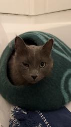 Reunited Male Cat last seen Matilda St & Cook Ave W St Paul, Minneapolis, MN 55408