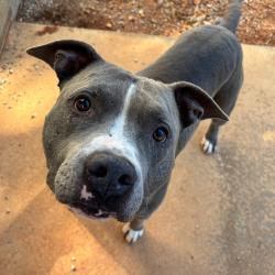 Shelter Stray Male Dog last seen , 328 Furman Hall Rd, Greenville, SC 29609, USA