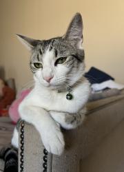 Reunited Female Cat last seen Carlton Ln and Buchanan Rd, Antioch, CA 94509