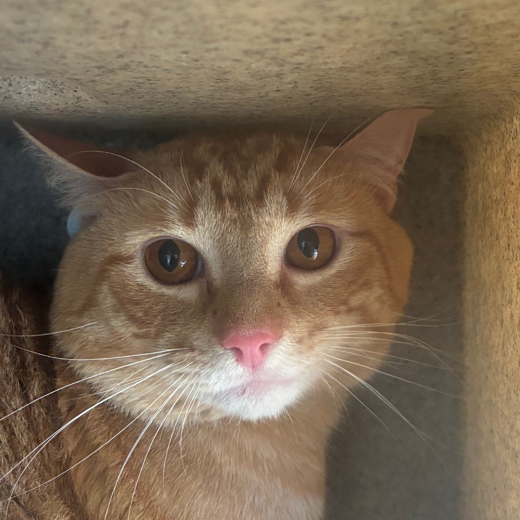 Shelter Stray Male Cat last seen , Animal Care & Control Team of Philly, 111 W Hunting Park Ave, Philadelphia, PA 19140, USA