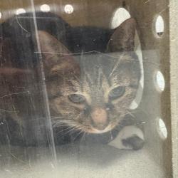 Shelter Stray Female Cat last seen , Animal Care & Control Team of Philly, 111 W Hunting Park Ave, Philadelphia, PA 19140, USA
