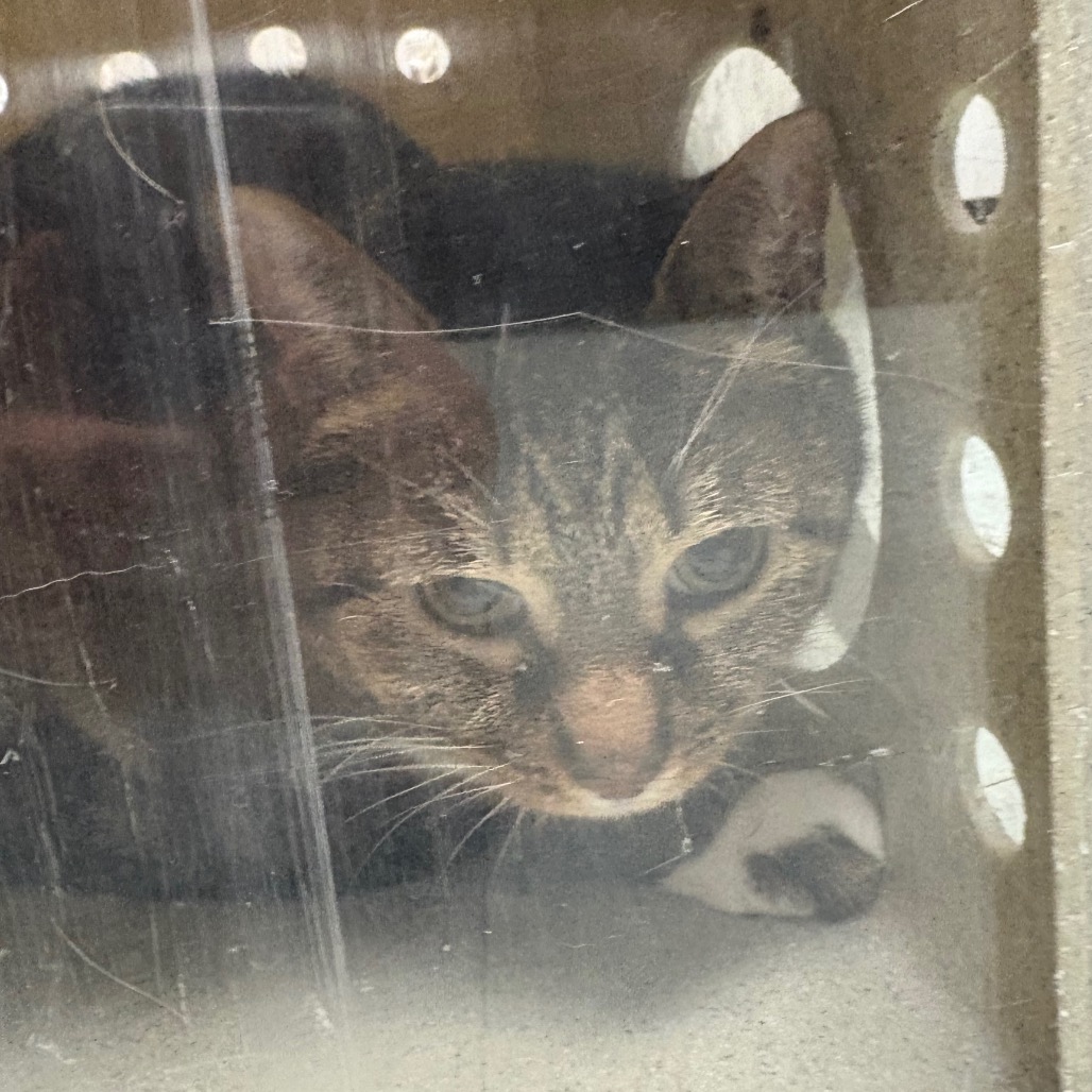 Shelter Stray Female Cat last seen , Animal Care & Control Team of Philly, 111 W Hunting Park Ave, Philadelphia, PA 19140, USA