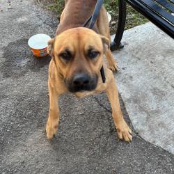 Shelter Stray Male Dog last seen , Animal Care & Control Team of Philly, 111 W Hunting Park Ave, Philadelphia, PA 19140, USA