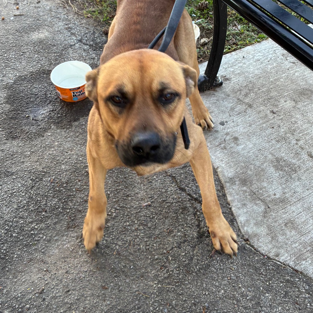Shelter Stray Male Dog last seen , Animal Care & Control Team of Philly, 111 W Hunting Park Ave, Philadelphia, PA 19140, USA