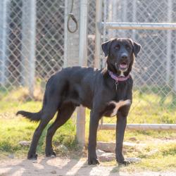 Shelter Stray Male Dog last seen , 2951 S 1st St, Cabot, AR 72023, USA
