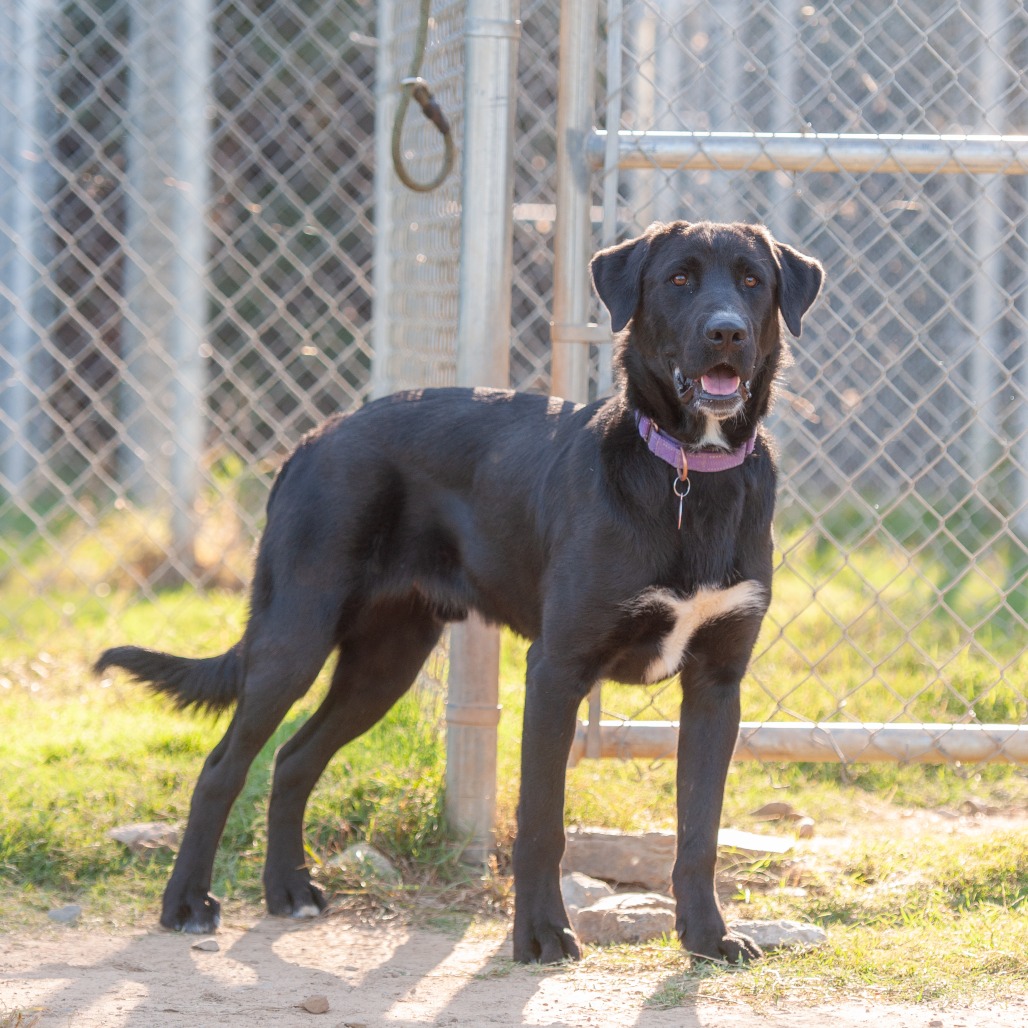 Shelter Stray Male Dog last seen , 2951 S 1st St, Cabot, AR 72023, USA