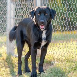 Shelter Stray Male Dog last seen , 2951 S 1st St, Cabot, AR 72023, USA
