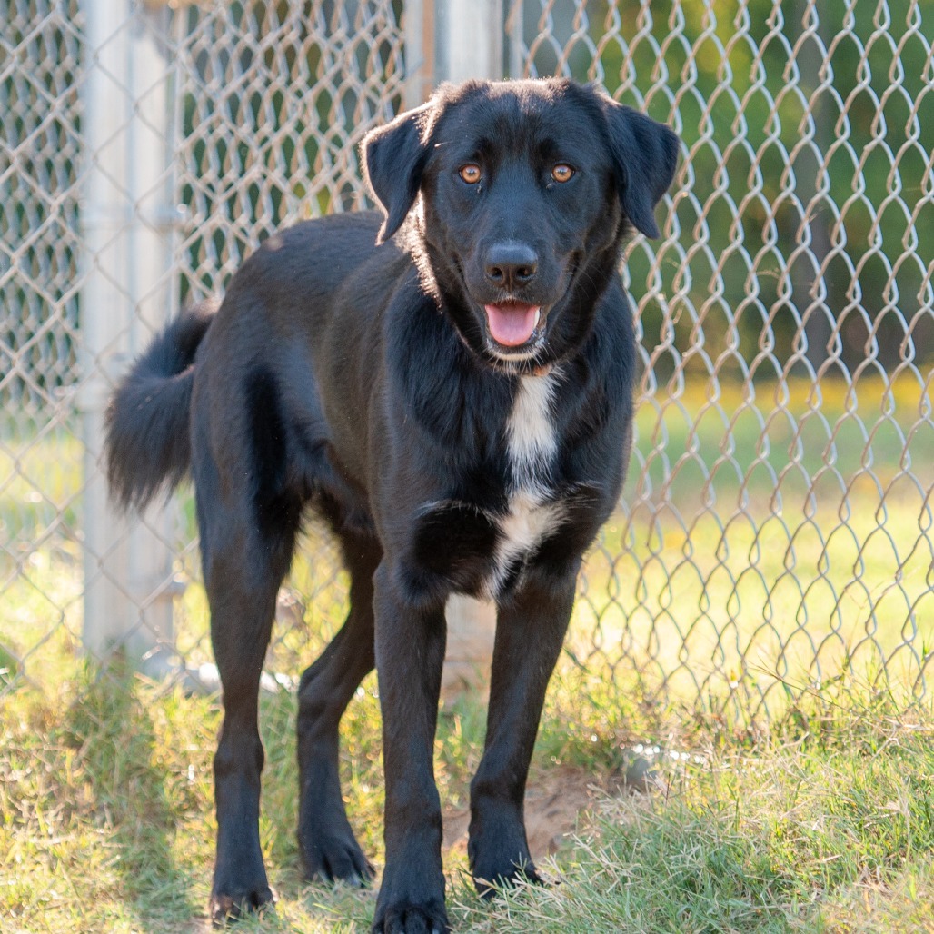 Shelter Stray Male Dog last seen , 2951 S 1st St, Cabot, AR 72023, USA