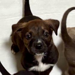 Shelter Stray Male Dog last seen , 3612 11th Ave, Los Angeles, CA 90018, USA