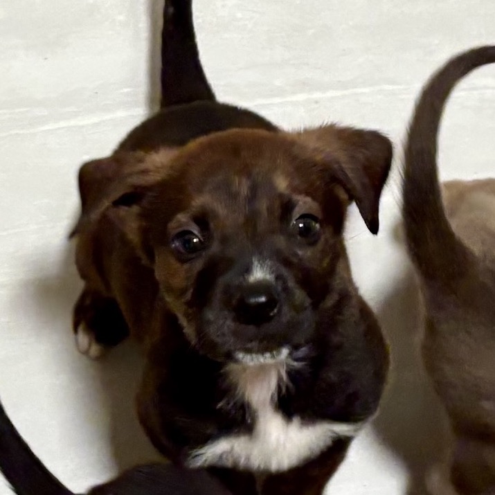 Shelter Stray Male Dog last seen , 3612 11th Ave, Los Angeles, CA 90018, USA