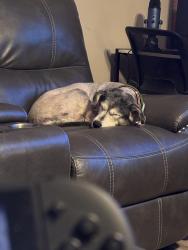 Lost Female Dog last seen TN High, Bristol, TN 37620
