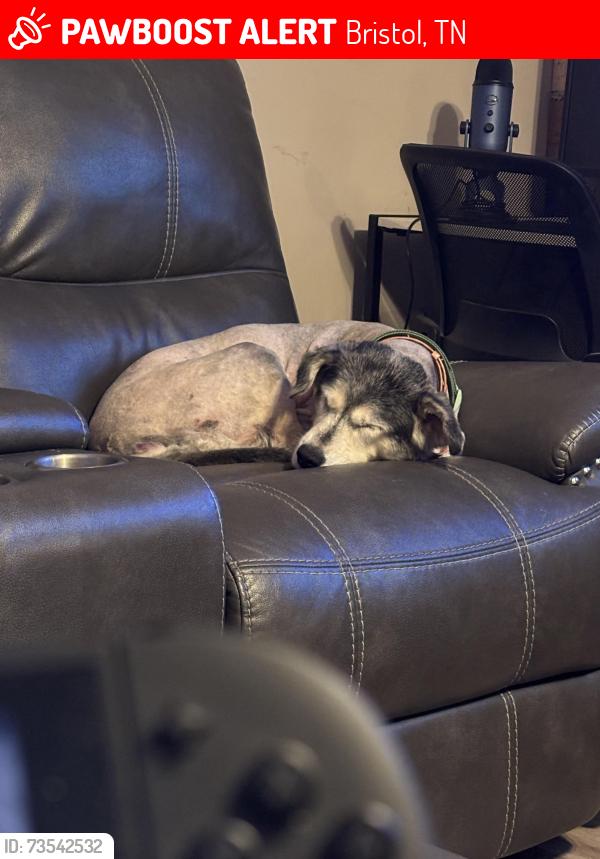 Lost Female Dog last seen TN High, Bristol, TN 37620