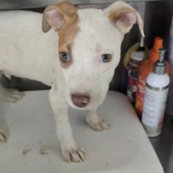 Shelter Stray Male Dog last seen , 2060 NE Rocky Ford Rd, Pinetta, FL 32350, USA