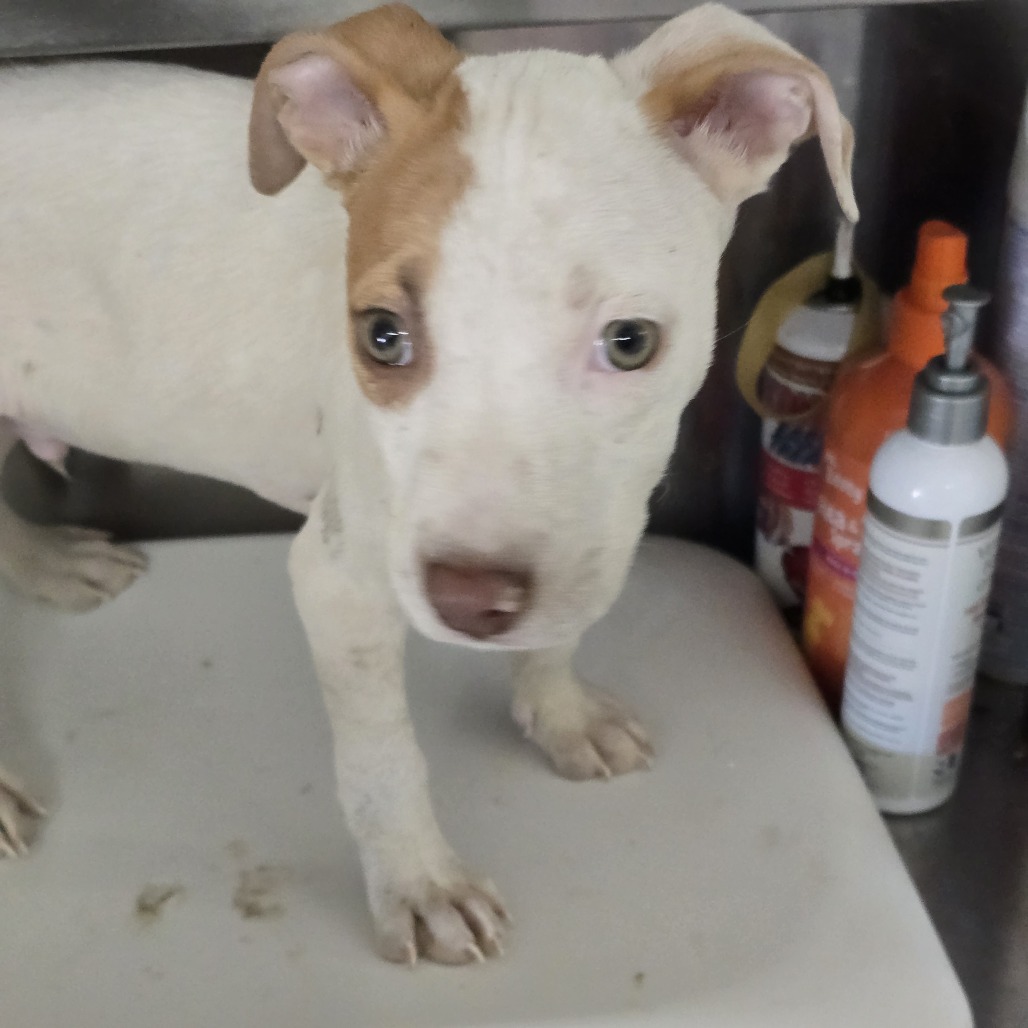 Shelter Stray Male Dog last seen , 2060 NE Rocky Ford Rd, Pinetta, FL 32350, USA