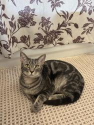 Lost Male Cat last seen Chicago and Noble, Chicago, IL 60642