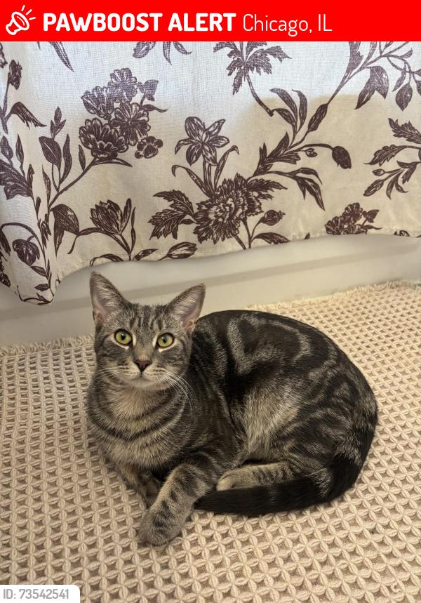 Lost Male Cat last seen Chicago and Noble, Chicago, IL 60642