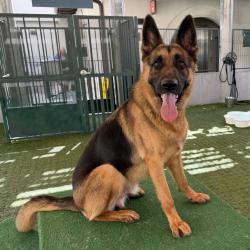 Shelter Stray Male Dog last seen , 361 S Raymond Ave, Pasadena, CA 91105, USA