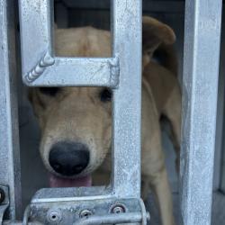 Shelter Stray Male Dog last seen , 980 Guilford College Rd, Greensboro, NC 27409, USA