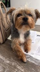 Lost Male Dog last seen Home, Miami, FL 33175
