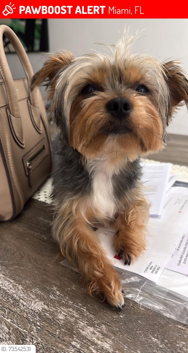 Lost Male Dog last seen Home, Miami, FL 33175