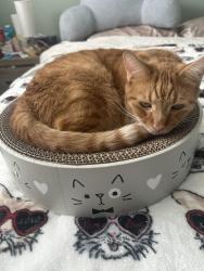 Lost Male Cat last seen Larkvane Camino bello, Rowland Heights, CA 91748