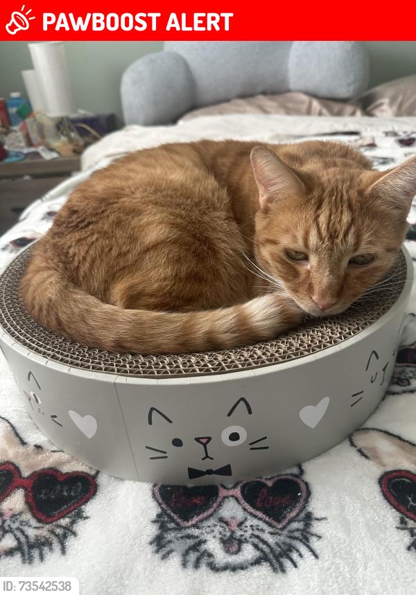 Lost Male Cat last seen Larkvane Camino bello, Rowland Heights, CA 91748