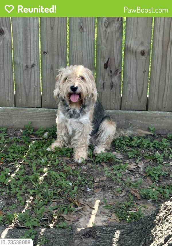 Reunited Female Dog last seen Near laurel heights, Houston, TX 77084