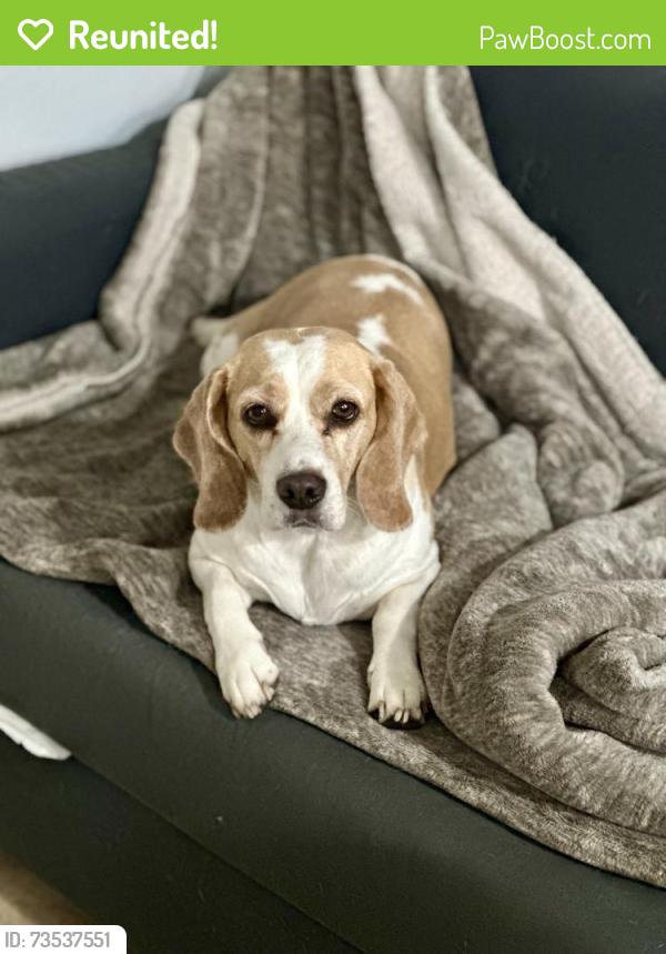 Reunited Female Dog last seen Laurel heights, Houston, TX 77084