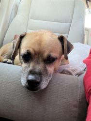 Found/Stray Male Dog last seen Crenshaw and Martin Luther King, Los Angeles, CA 90008
