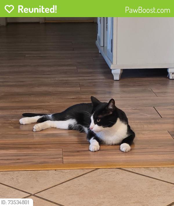 Reunited Female Cat last seen Dockside terrace & Cornell Park Ln, Lakes At Grand Harbor, TX 77494