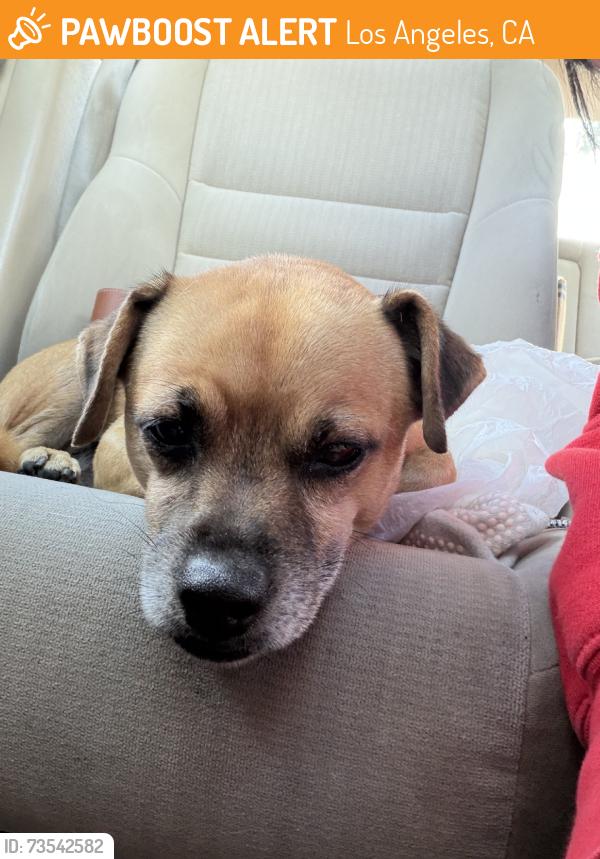 Found/Stray Male Dog last seen Crenshaw and Martin Luther King, Los Angeles, CA 90008