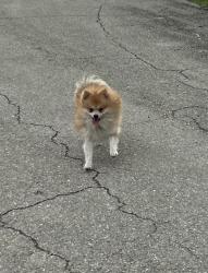 Lost Male Dog last seen Near 24 st sw, Lehigh Acres, FL 33976