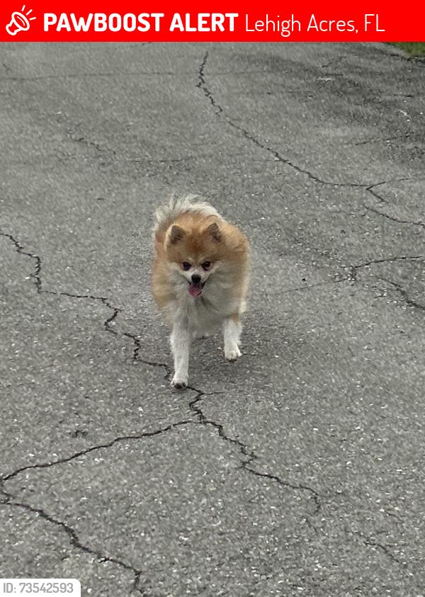 Lost Male Dog last seen Near 24 st sw, Lehigh Acres, FL 33976