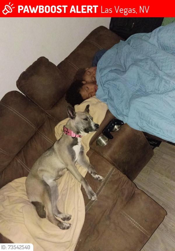 Lost Female Dog last seen S Maryland Parkway and plye st, Las Vegas, NV 89183