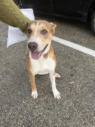 Found/Stray Male Dog last seen Stirling road and palm avenue, Hollywood, FL 33312