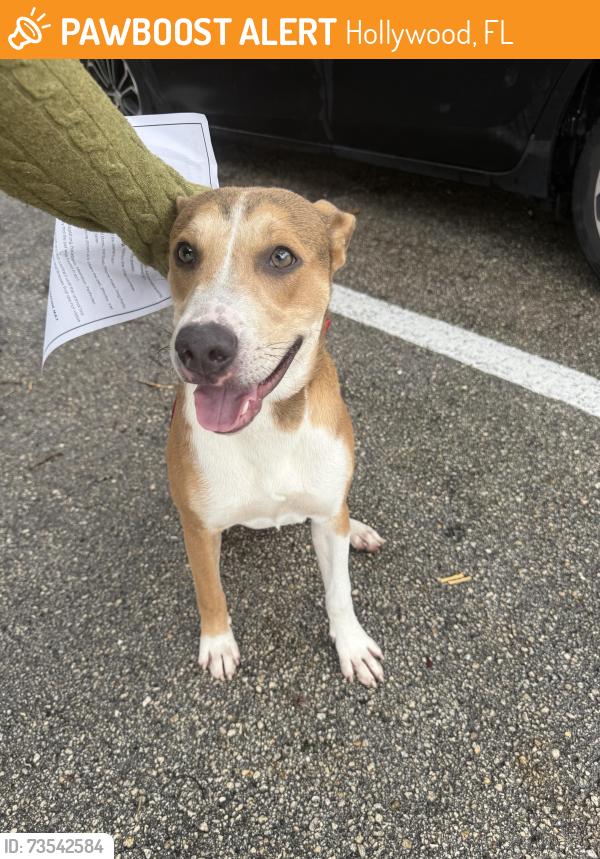 Found/Stray Male Dog last seen Stirling road and palm avenue, Hollywood, FL 33312