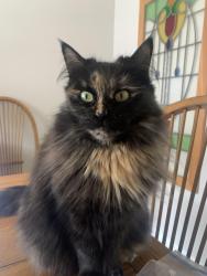 Reunited Female Cat last seen Mooneys bay, Ottawa, ON K1V 6L9