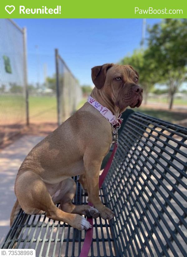 Reunited Female Dog last seen Dysart and Thomas, Avondale, AZ 85392