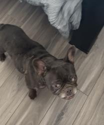 Reunited Unknown Dog last seen Long Cypress Katy Tx 77449, Katy, TX 77449