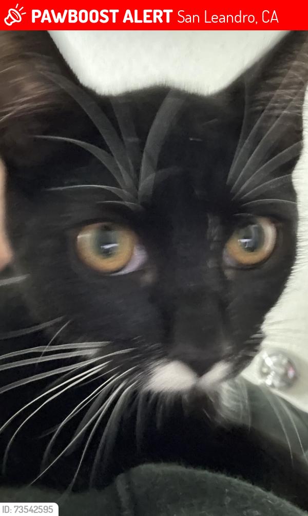 Lost Female Cat last seen Marina, San Leandro, CA 94577