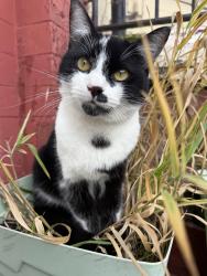 Lost Male Cat last seen Moreton, Moreton, England 