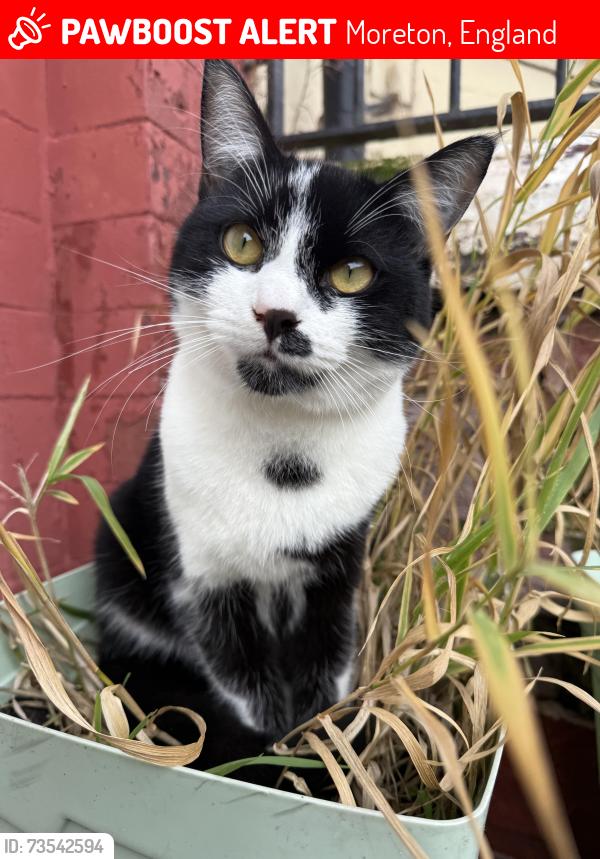 Lost Male Cat last seen Moreton, Moreton, England 
