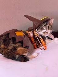 Lost Female Cat last seen Lohart ave Montebello California, Montebello, CA 90640