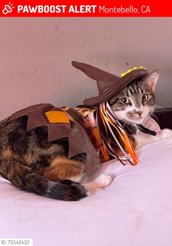 Lost Female Cat last seen Lohart ave Montebello California, Montebello, CA 90640