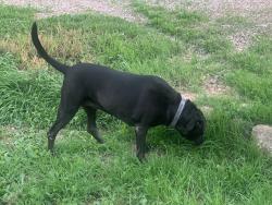 Reunited Female Dog last seen Rio Grande and El Pueblo, Los Ranchos de Albuquerque, NM 87114