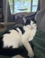 Lost Male Cat last seen Roy avenue by the police station, New Minas, NS 