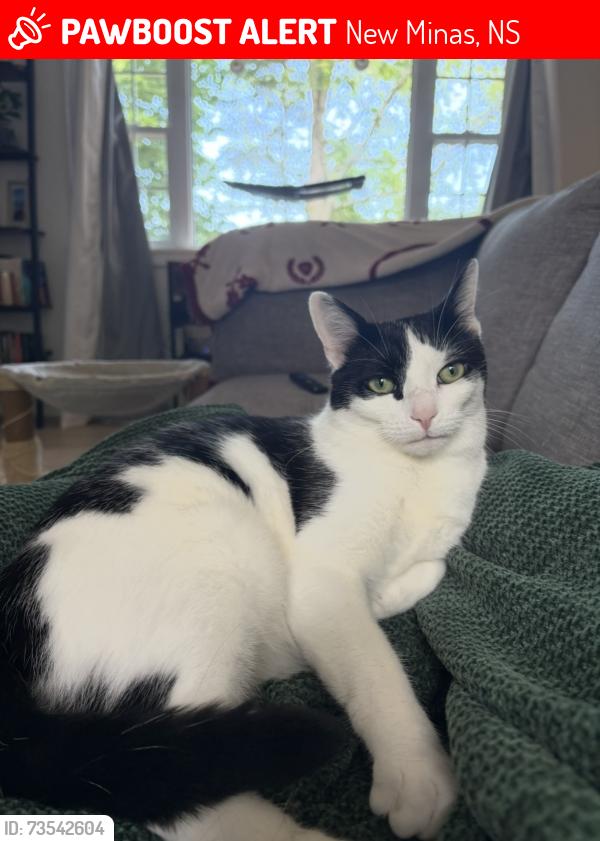 Lost Male Cat last seen Roy avenue by the police station, New Minas, NS 
