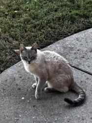 Found/Stray Male Cat last seen Osborne ln, Murfreesboro, TN 37130