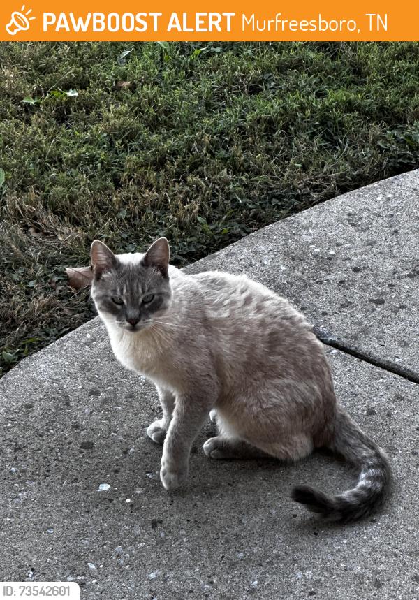 Found/Stray Male Cat last seen Osborne ln, Murfreesboro, TN 37130