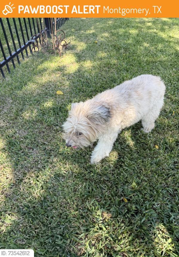 Found/Stray Male Dog last seen On hole #3 Weiskopf golf course, Montgomery, TX 77356